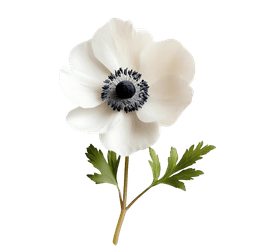 Anemone