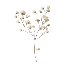 Baby's Breath