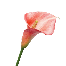 Calla Lily