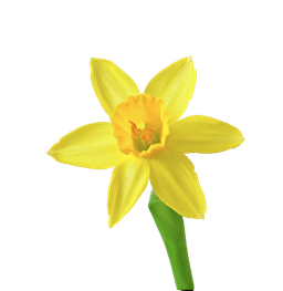 Daffodil