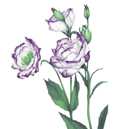 Lisianthus