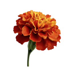 Marigold