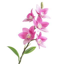 Orchid