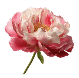 Peony