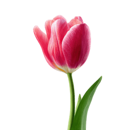Tulip